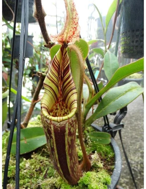 Nepenthes mollis/hurrelliana (Mount Kemul) — Scotland Carnivorous